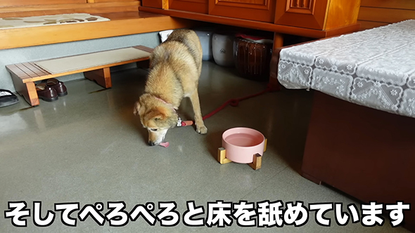 床をなめるコロちゃん