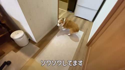 ソワソワするワンコ