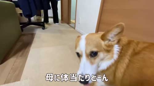 ソワソワするワンコ