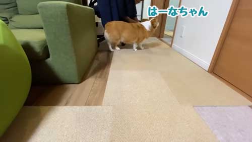 もじもじするワンコ