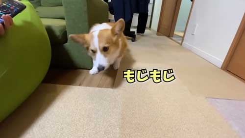 もじもじするワンコ