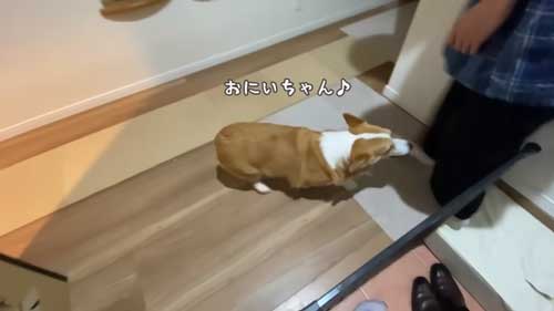 甘えるワンコ