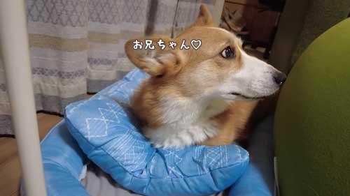 お兄ちゃんを見るワンコ