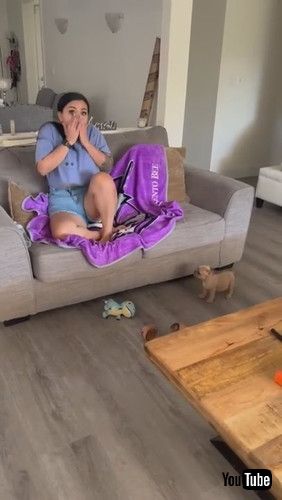 「Introducing My New Baby Bulldog || ViralHog」