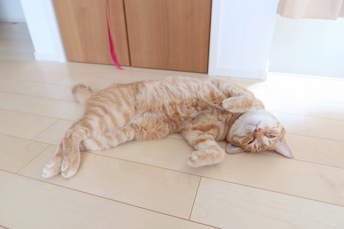 ボブくん