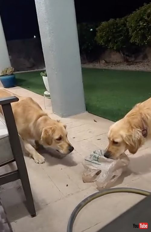 ビニール袋を怖がる犬