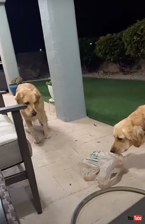 ビニール袋を怖がる犬