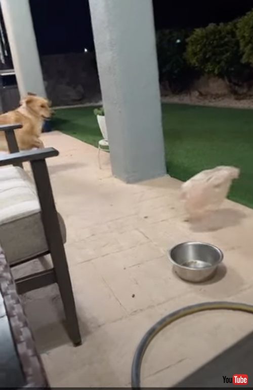 ビニール袋を怖がる犬