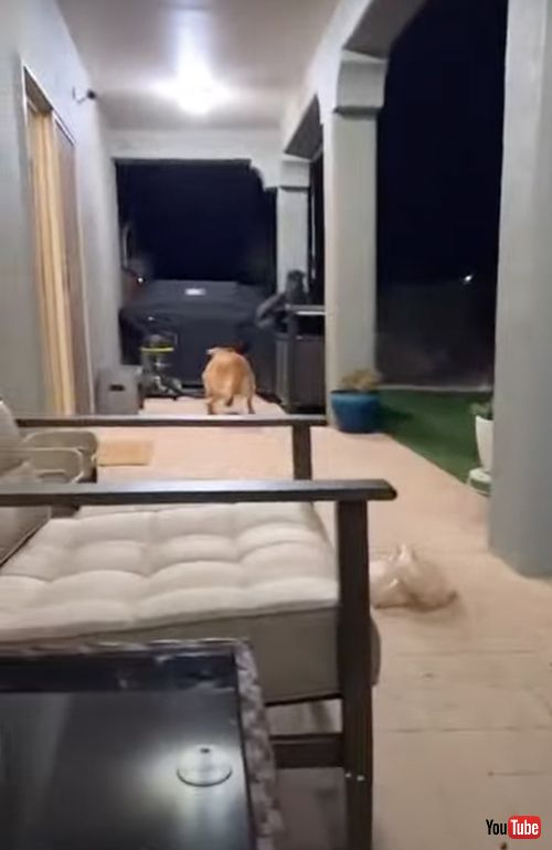 ビニール袋を怖がる犬