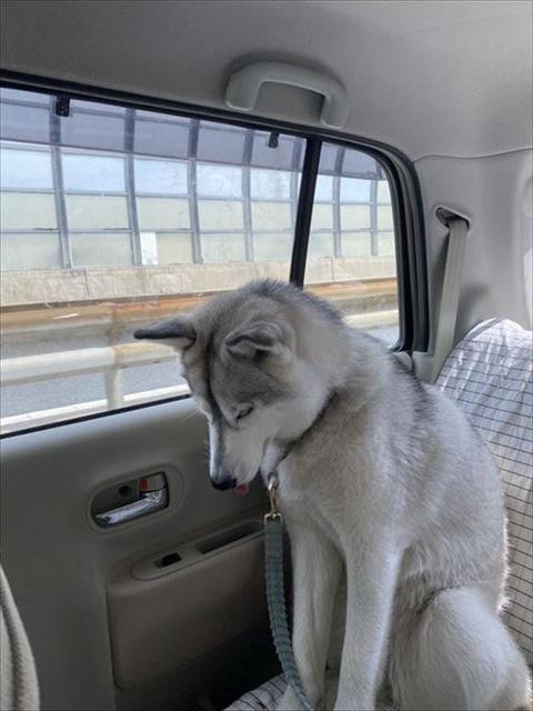 舌だしてうつむき気味