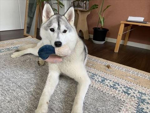 ぬいぐるみくわえてる