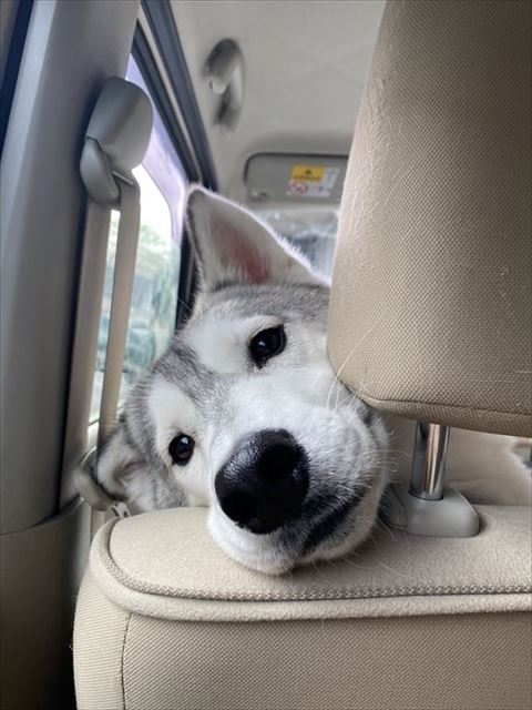 助手席からのぞきこむ