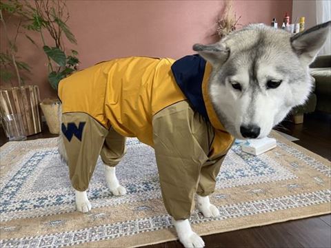 カッパ着てる