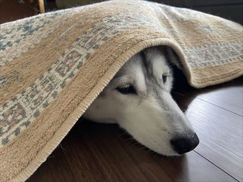 ラグの下に潜り込む