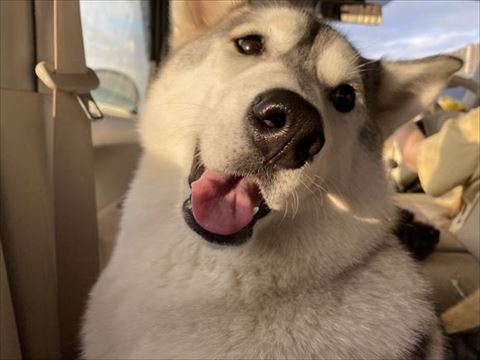 車内で笑ってる