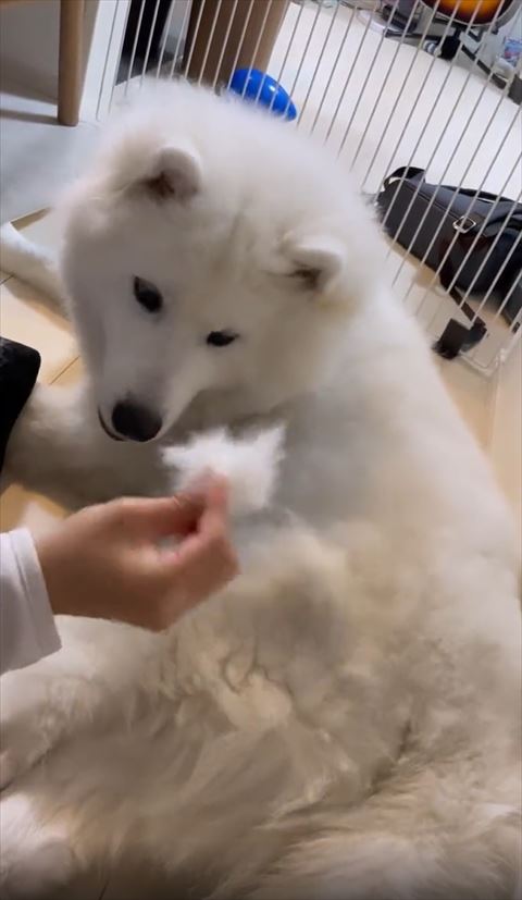 自分の毛を見るワンコ