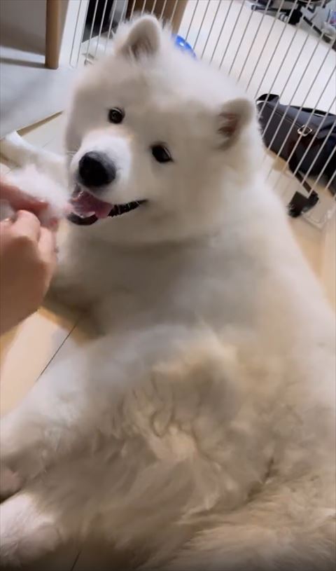 笑顔で飼い主さんの手元を見る