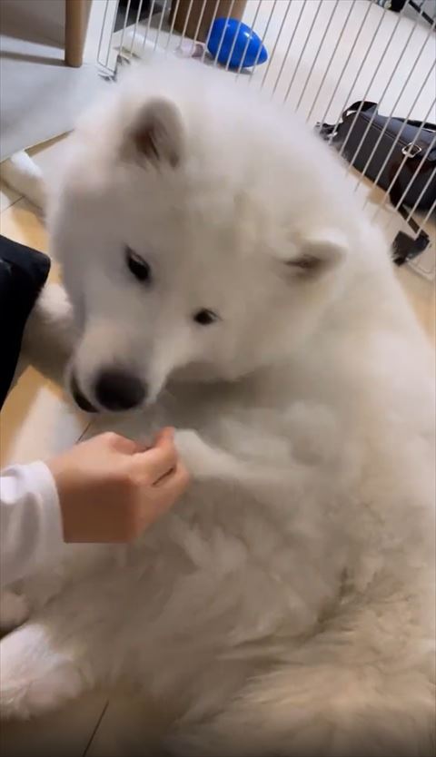 抜け毛に顔を近づけるワンコ