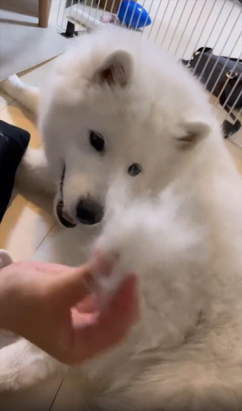 少し笑顔でカメラアップの毛をみつめるワンコ