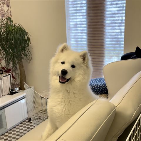 ソファに座ってる