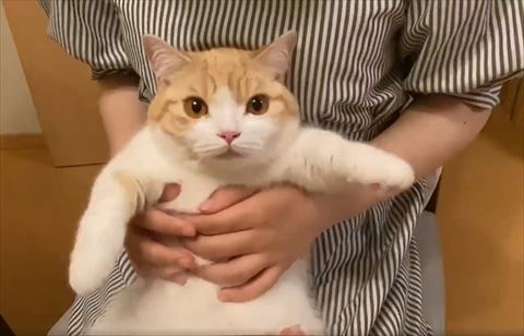 左前足が上がってる