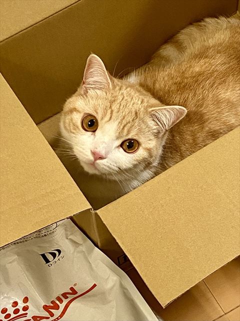 ダンボールに入ってる