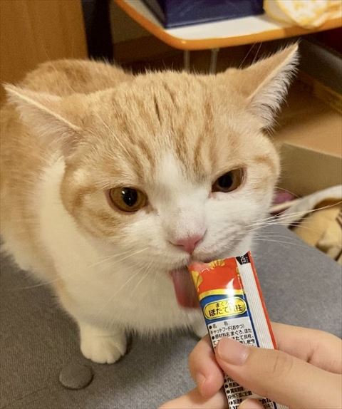 ちゅ〜る食べてる