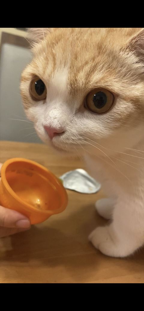 ぽんずくんアップ