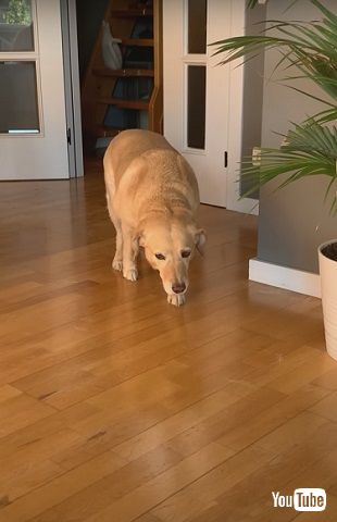 ゆっくり歩く犬