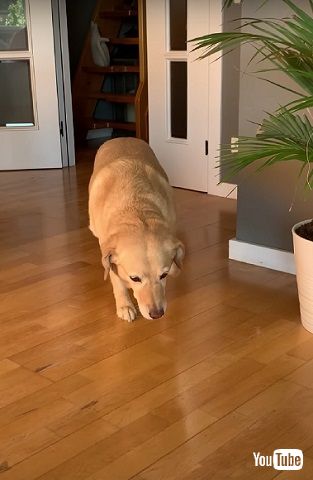 近づいてくる犬