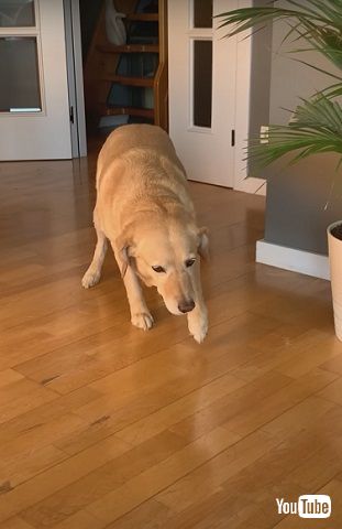 近づいてくる犬