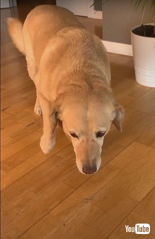 目を合わさない犬