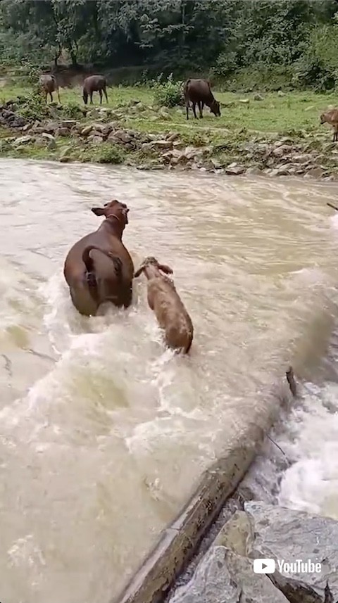 溺れそうな子牛