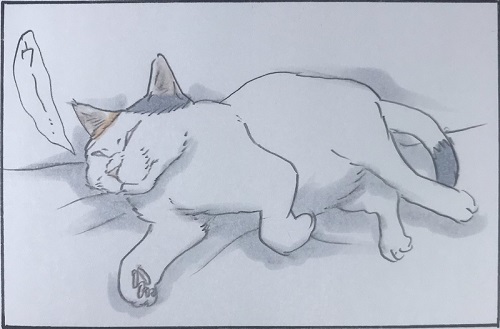 拾い猫のモチャ