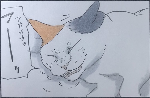 拾い猫のモチャ