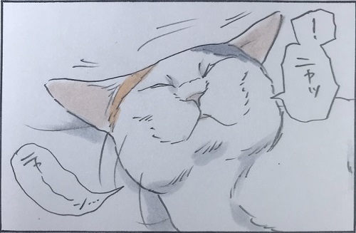 拾い猫のモチャ