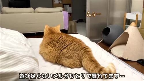 プリンくんを誘うメルくん