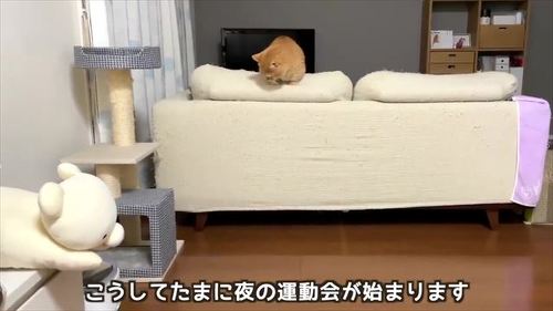 追いかけっこする猫たち