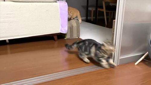追いかけっこする猫たち