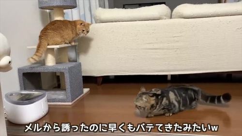 追いかけっこする猫たち