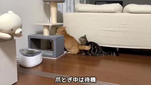 爪を研ぐプリンくん