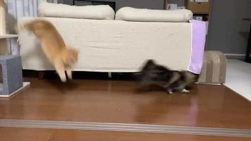 追いかけっこする2匹