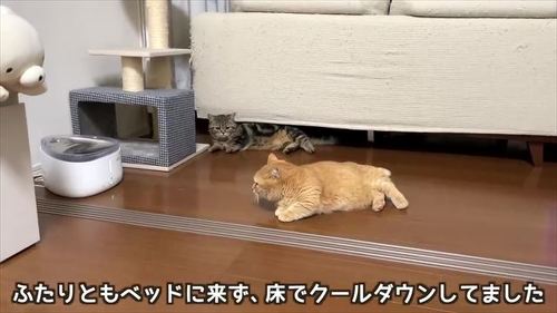 床に寝転ぶ2匹
