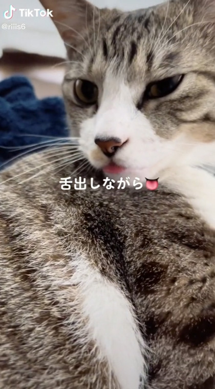 舌出しながらの猫
