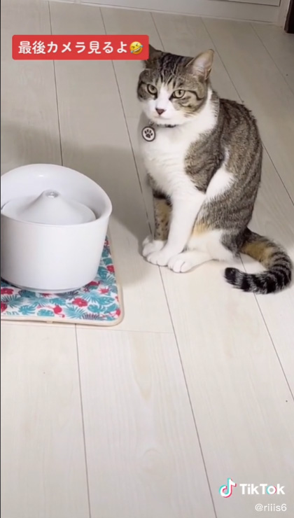 カメラ目線の猫