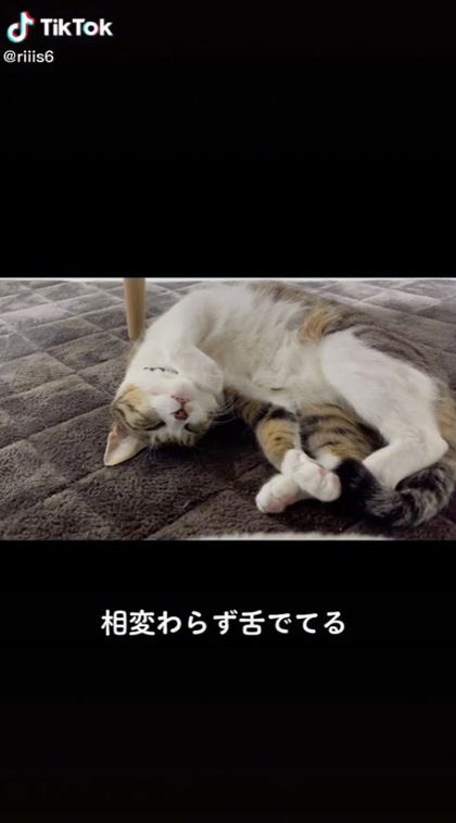相変わらず舌出てる
