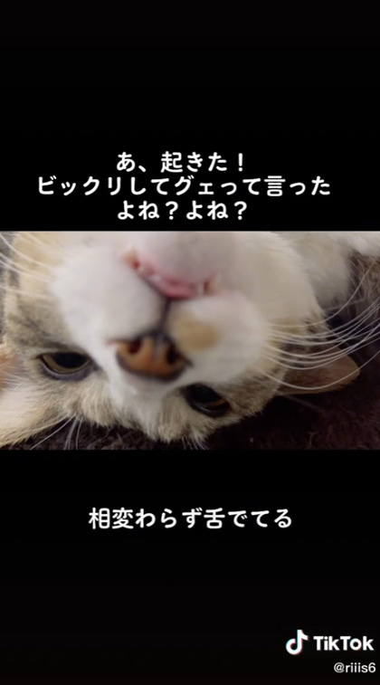 アップでも舌出てる猫