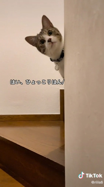 ひょっこりはんの猫