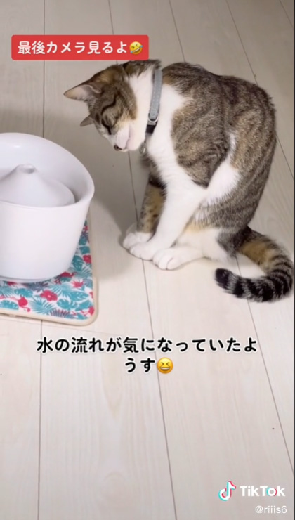 水が気になっている様子の猫