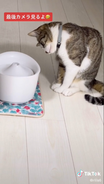 気になる猫